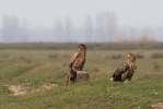 2nd cy and adult birds sitting in the ' puszta'