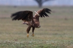 Wing-tagged 2nd cy White-tailed Eagle