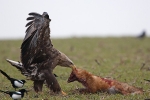 Subadult White-tailed Eagle with fox
