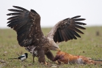 Subadult White-tailed Eagle with fox