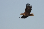 Adult White-tailed Eagle.