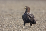 3rd-plumage White-tailed Eagle