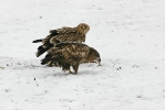 White-tailed Eagle with an Eastern Imperial Eagle.