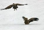 White-tailed Eagle fighting with an Eastern Imperial Eagle.