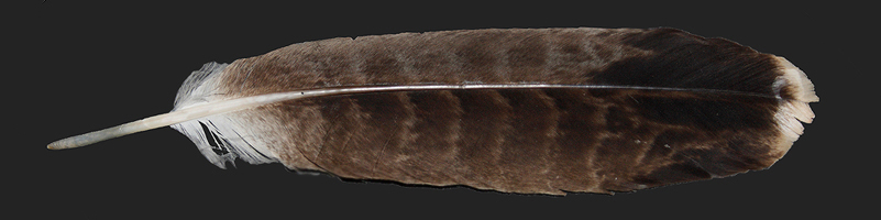 Adult Eastern Imperial Eagle tail feather