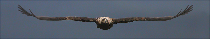 Öreg parlagi sas - Adult Eastern Imperial Eagle
