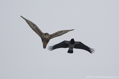 Saker with Hooded Crow